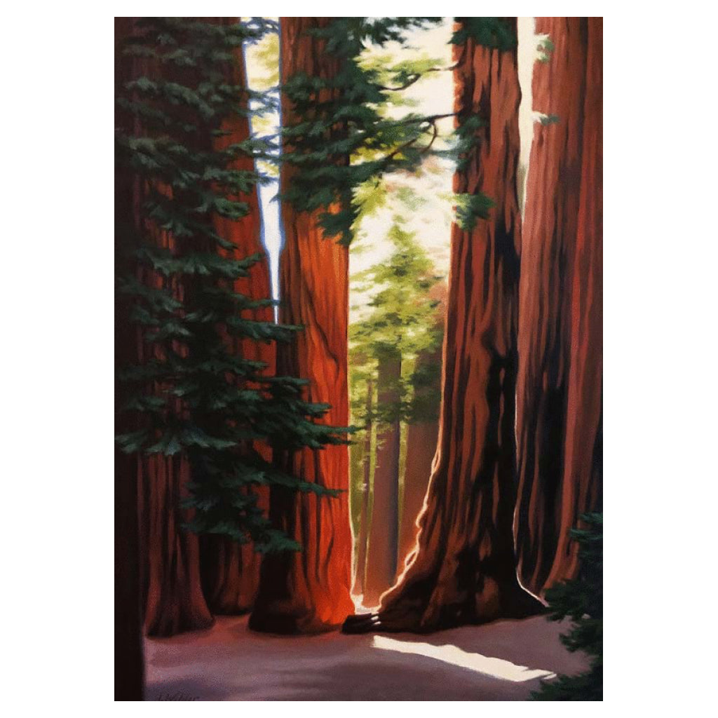 Redwood Forest Sunlight Card