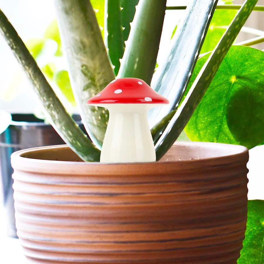 Self Watering Mushroom in planter.