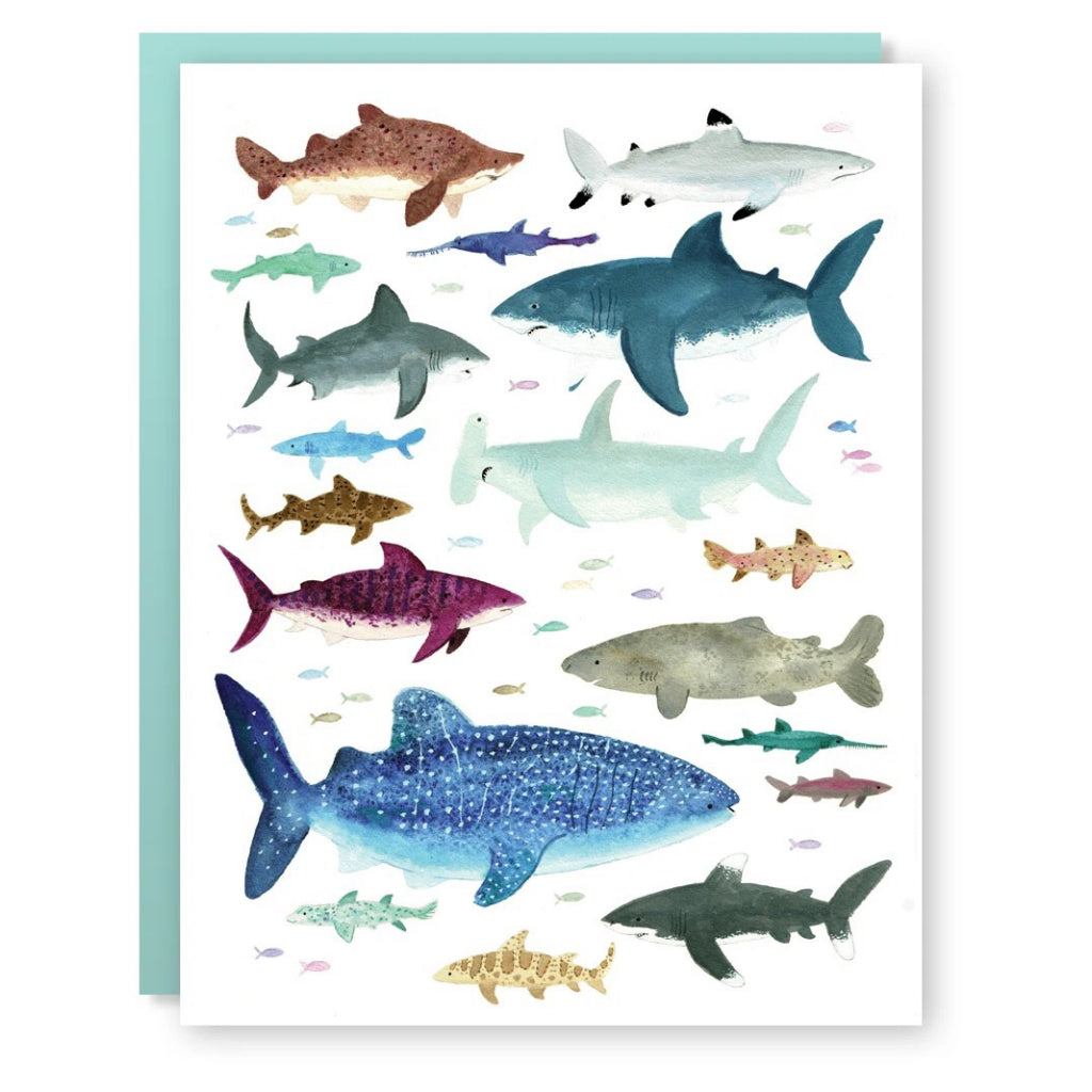 Shark Species card