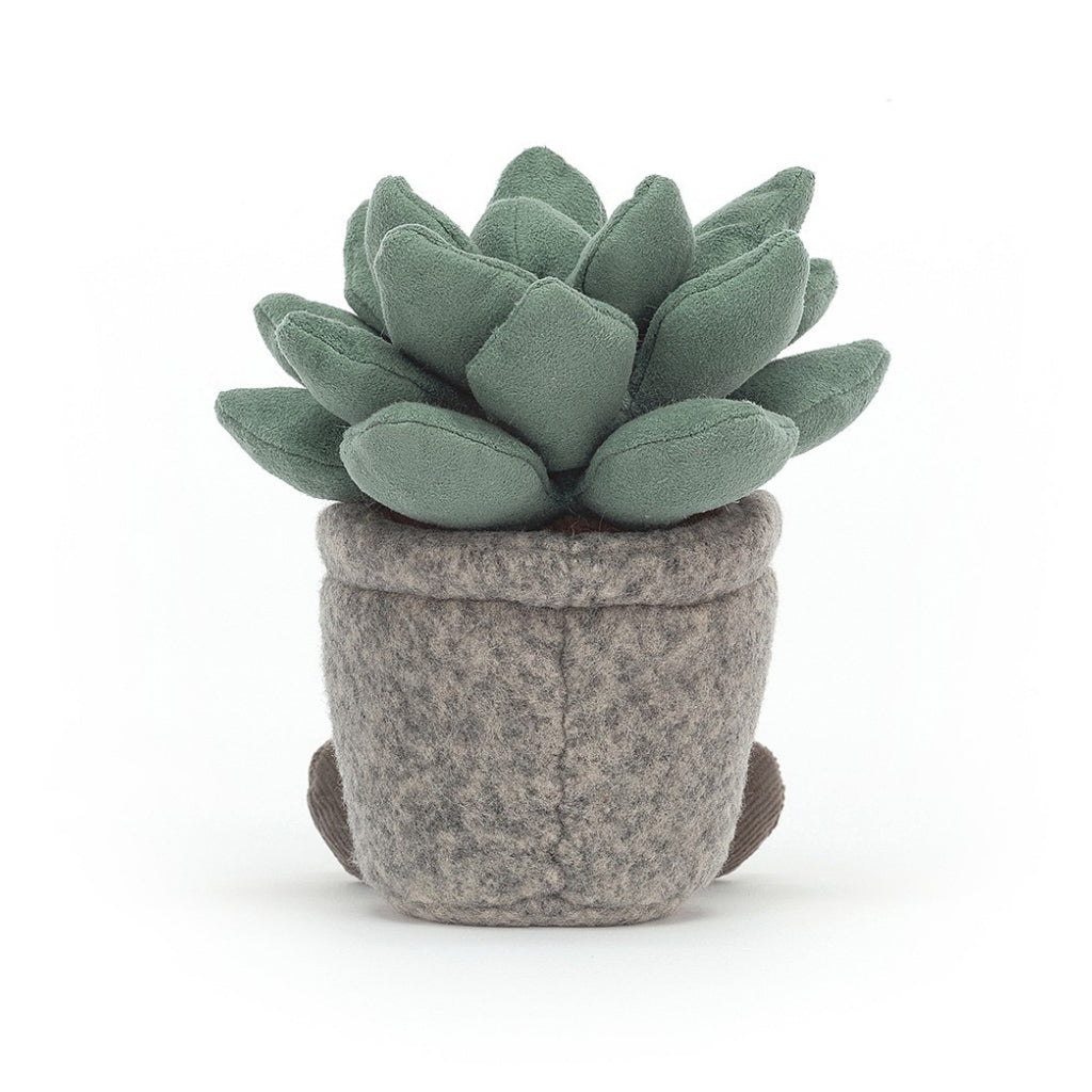 Silly Succulent Azulita Back