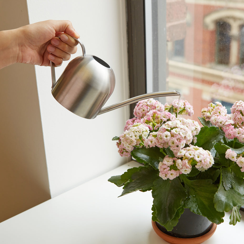 Stainless Steel Watering Can Lifestyle