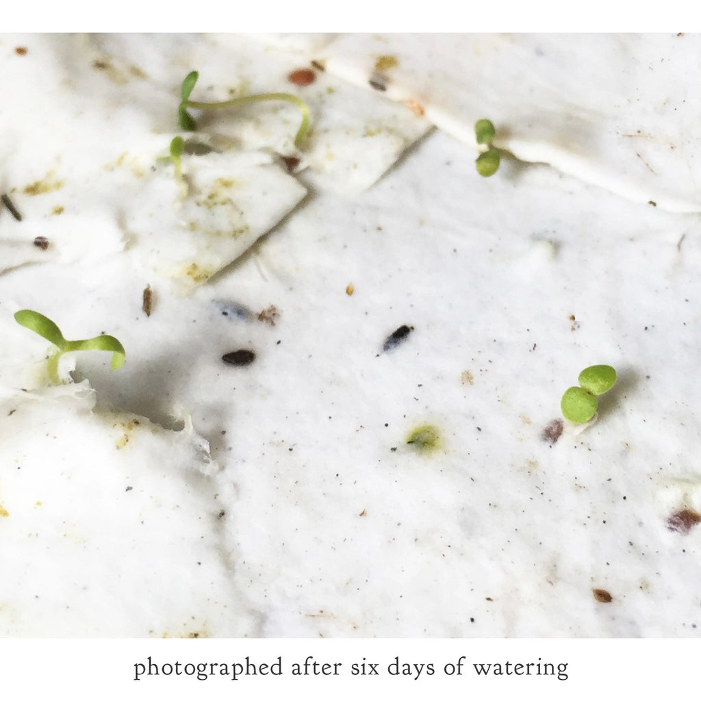 Summer Plovers Birds Seed Paper Card Info.