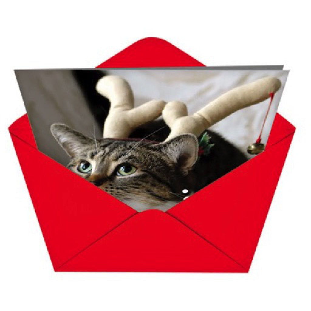 Why Cat Pees On Couch Card envelope